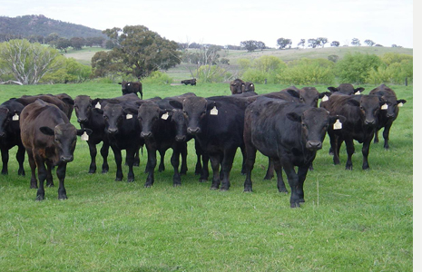 Wagyu sığırı